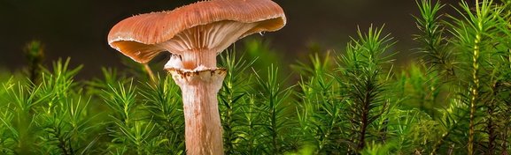 Imagem de Cogumelos crescem no sangue após homem injetar chá alucinógeno no megacurioso