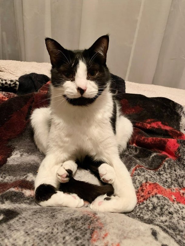 Esse gatinho aqui deixou seu dono em dúvida se o bichano seria o único a ficar nessa pose um tanto quanto original.