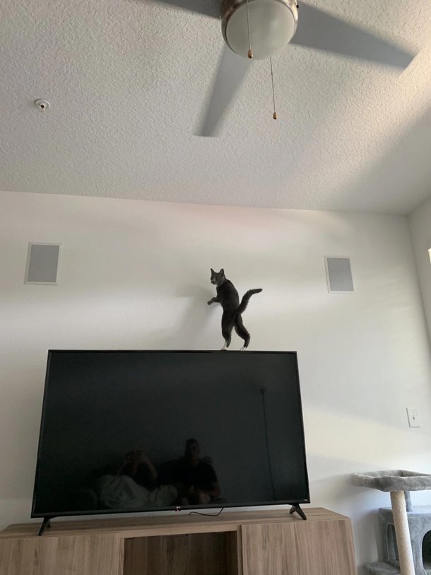 É isso mesmo! Esse gatinho aqui resolveu surpreender os donos e dar uma voltinha em cima do aparelho televisor!