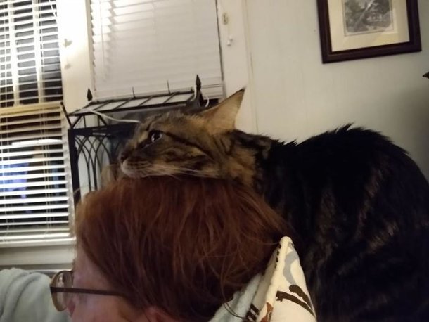 Esse felino aqui é a melhor companhia para maranotar diversas séries, não é mesmo?