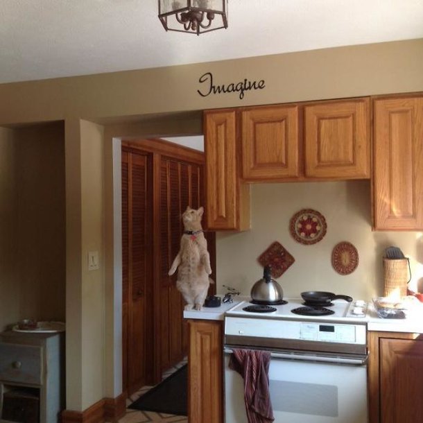 Mais um gatinho apareceu num momento um tanto quanto cômico enquanto tentava caçar as joaninhas que estavam no teto!