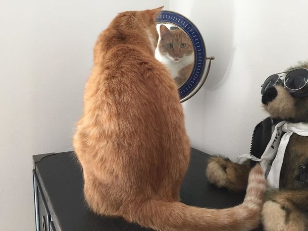O bichano descobriu uma nova maneira de vigiar o seu dono!