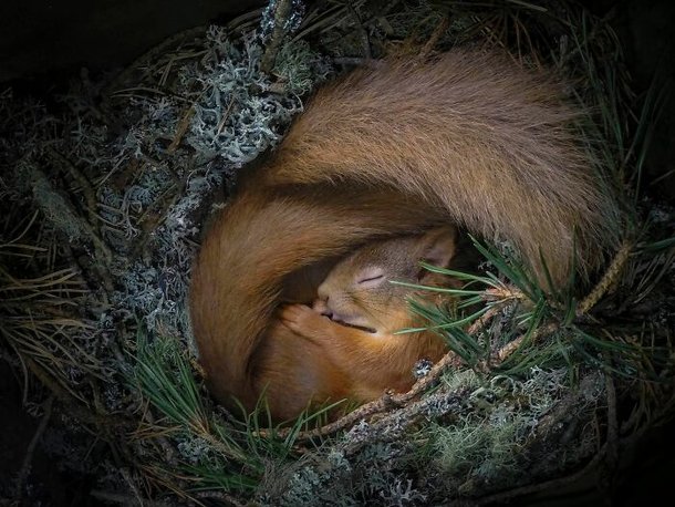 (Fonte: Neil Anderson Wildlife Cameraman / Reprodução)