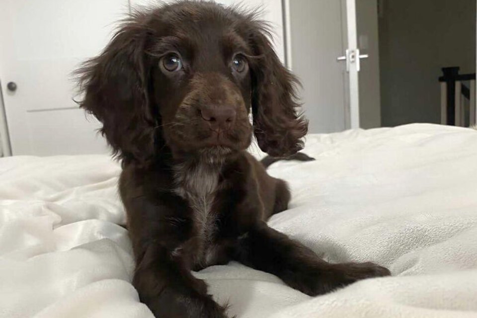 Imagem de Cachorro com olhos de personagem da Disney viraliza no TikTok no Megacurioso