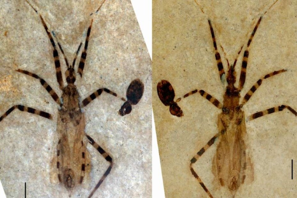 Imagem de Inseto assassino de 50 milhões de anos é encontrado no Colorado no Megacurioso