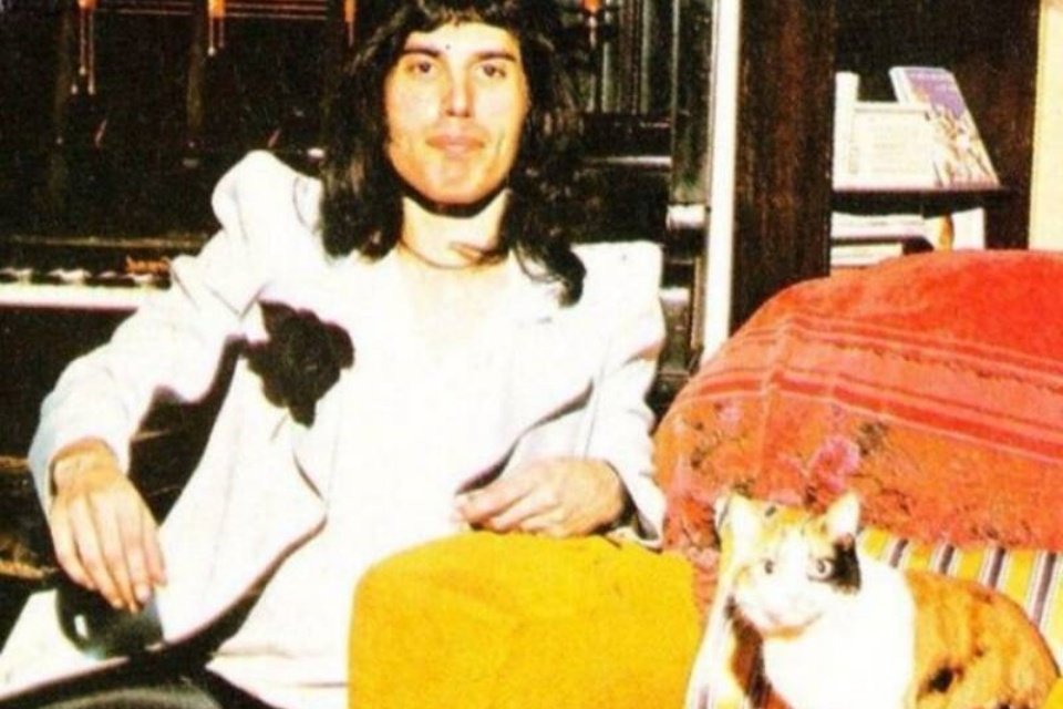 Imagem de Fotos raras mostram a paixão de Freddie Mercury pelos gatos no Megacurioso