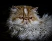 thumb-image-2024-02-29T14:05:15.883Z