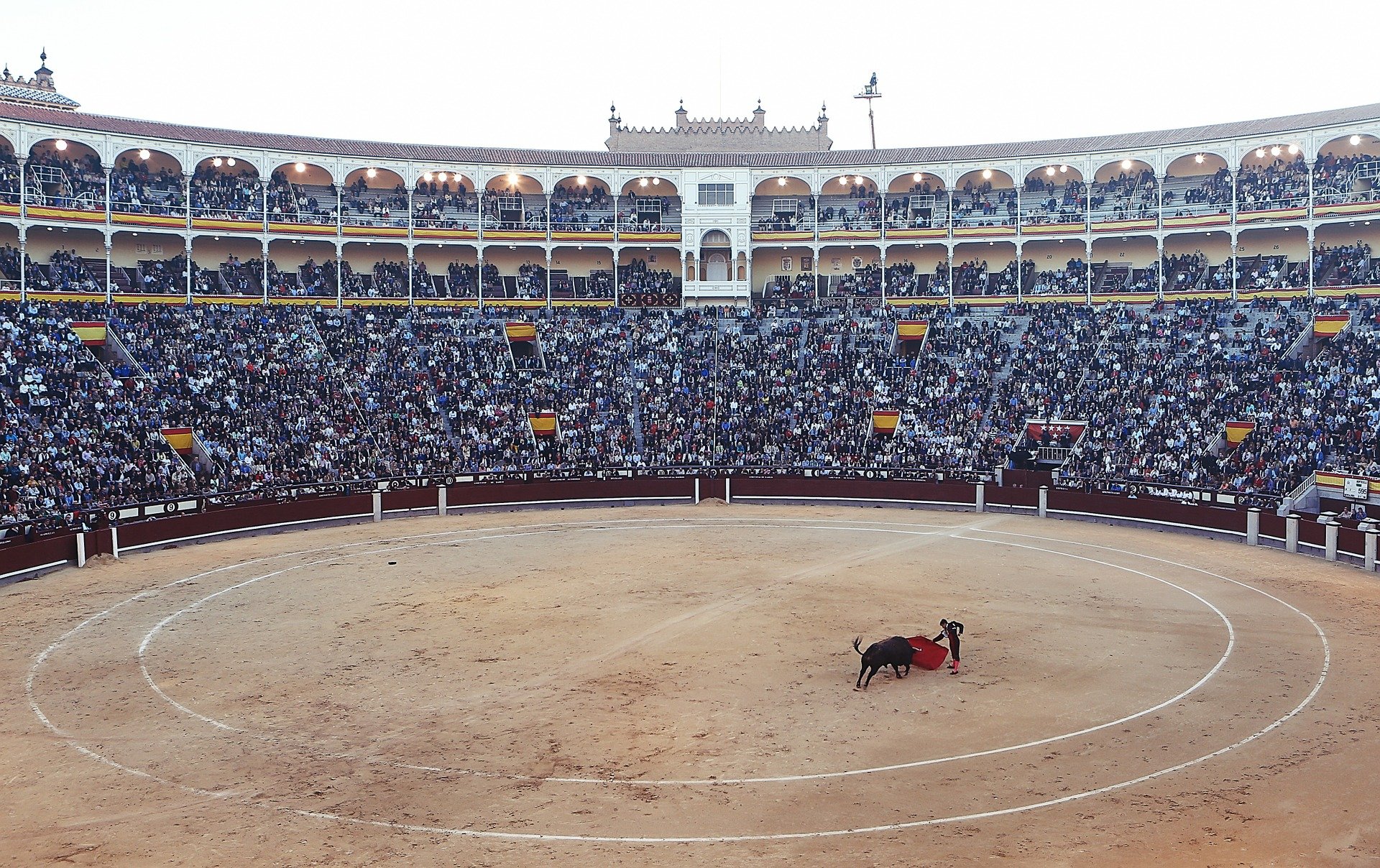 O que acontece com os touros que morrem nas touradas da Espanha? - Mega  Curioso