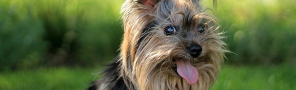 Imagem de 4 habilidades fascinantes recém-descobertas dos animais no Megacurioso
