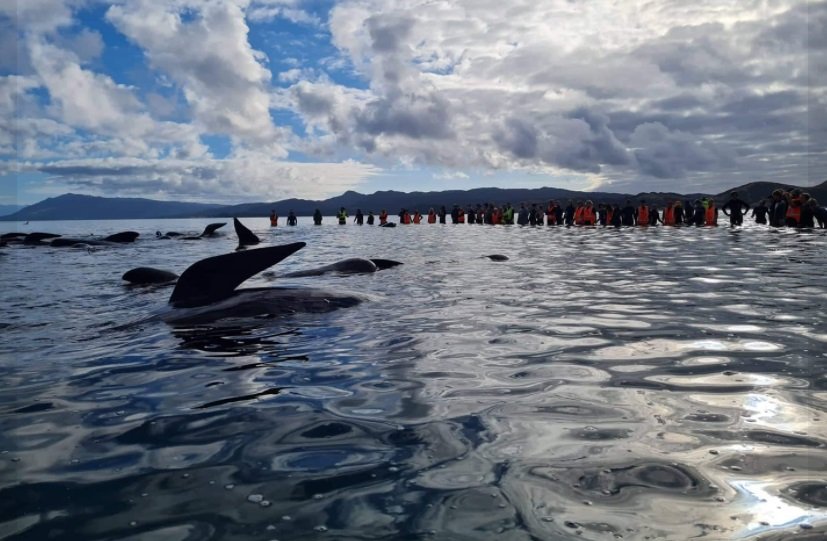 O cordão humano ajudou a direcionar as baleias de volta às águas.