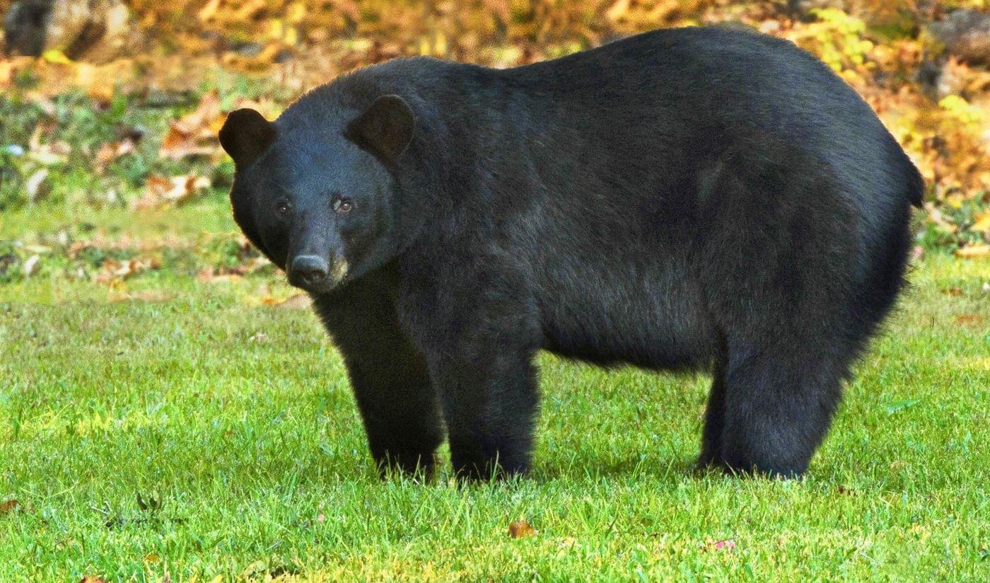 O urso negro americano macho é maior que as fêmeas (Fonte: US Fire & Wildlife Service)
