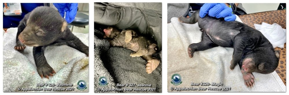 As três ursinhas recém-nascidas: Jeannie, Jasmine e Magic (Fonte: Appalachian Bear Rescue)