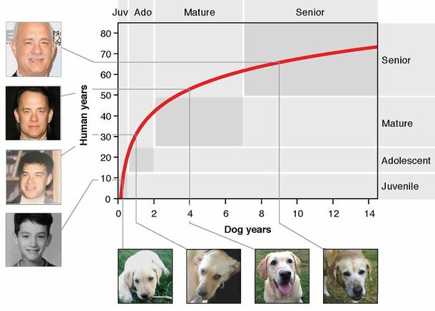 Esse gráfico feito por cientistas norte-americano ajuda nos cálculos da idade canina (Fonte: Universidade da California em San Diego)