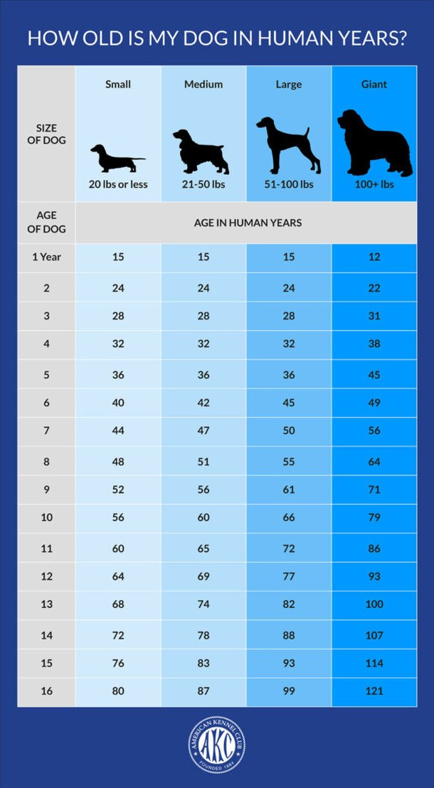 veterin-rio-diz-que-idade-de-cachorro-diferente-do-que-pensamos