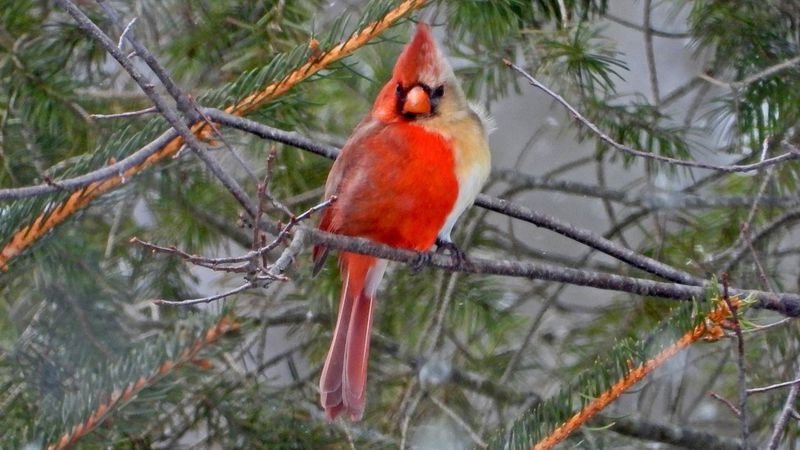 Pássaros macho e fêmea são raros. O cardeal-do-norte foi fotografo na Pensilvânia