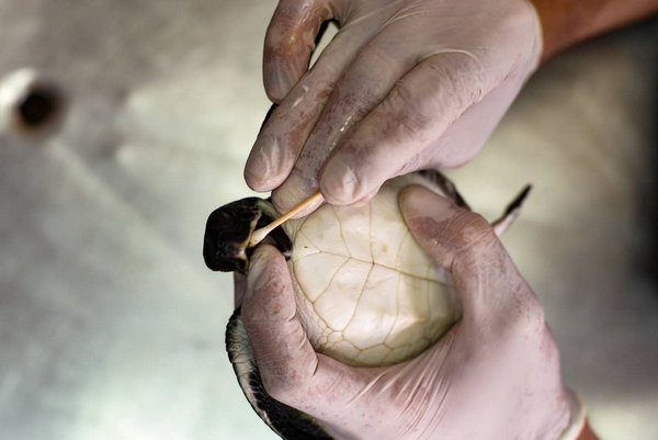 Tratamento a base de maionese salva a vida de tartarugas marinhas em Israel.