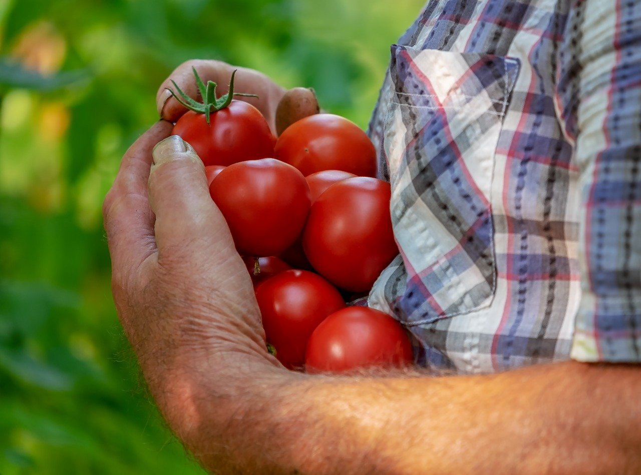 Os tomates possuem diferentes quantidades de componentes bioativos de acordo com a colheita ( época e tipo de cultivo).