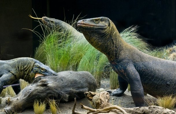 A exposição dos dragões-de-Komodo no museu.