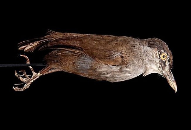 Espécime original, capturado por Carl Schwaner. (Fonte: Oriental Bird Images/Reprodução)