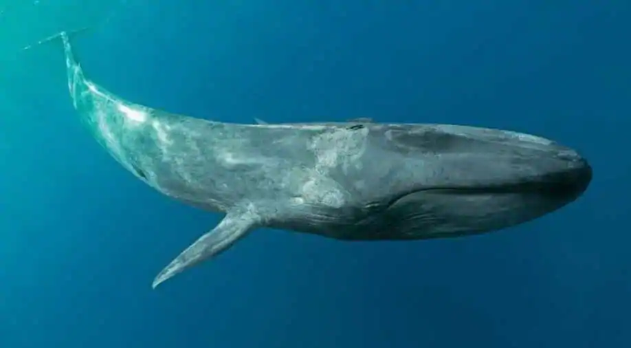 Baleia azul (Fonte: AFP/Reprodução)