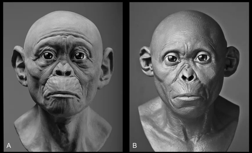 As duas reconstruções da Criança de Taung: uma mais voltada ao lado primata, outra com traços já mais humanos.