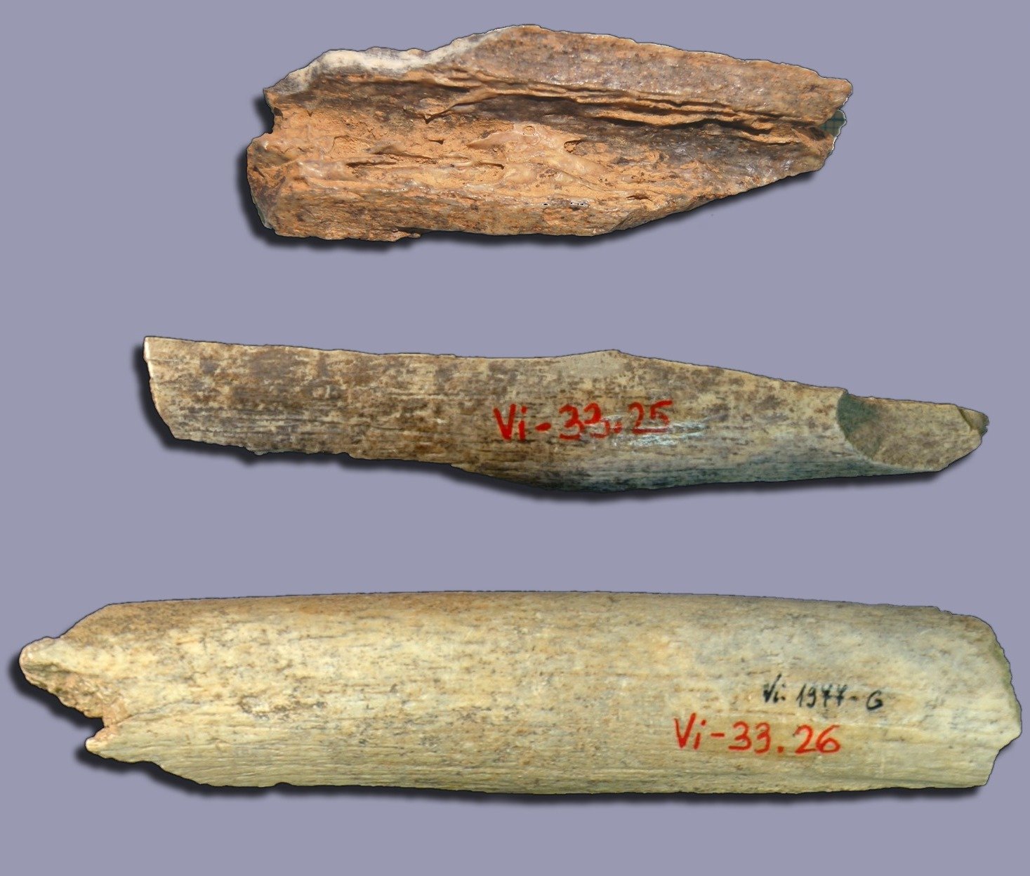 O DNA ancestral foi extraído de ossos de três mulheres neandertais, encontrados na caverna Vindija, na Croácia.