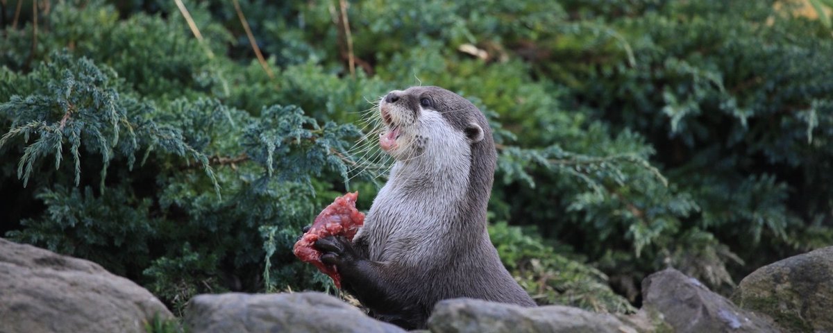 Infolontra - Área da lontra