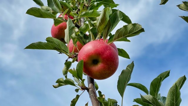 A maçã é reproduzida como o fruto proibido comido por Adão e Eva. (Unsplash/Reprodução)
