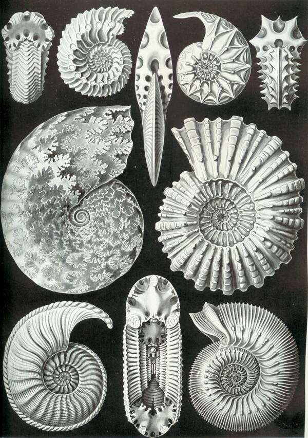 (Fonte: Ernst Haeckel - Wikimedia Commons / Reprodução)