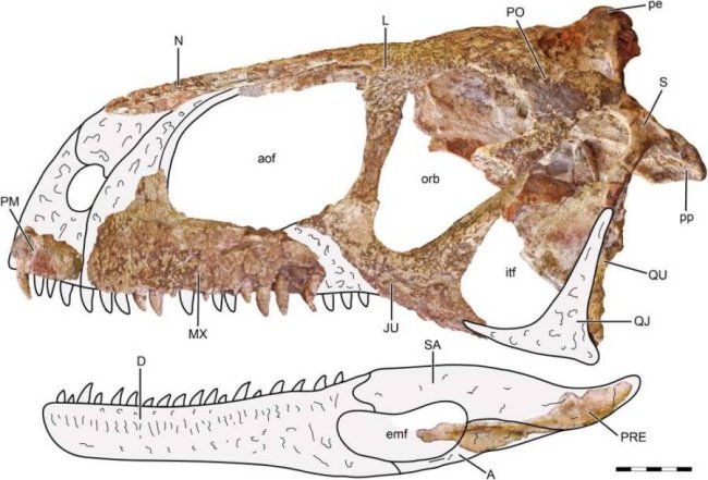 (Fonte: Journal of Vertebrate Paleontology/Reprodução)