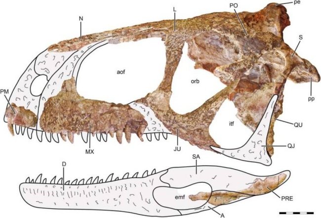 Dynamoterror”, primo de T-Rex, é novo dinossauro descoberto