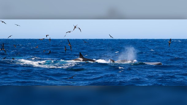 (Fonte: Naturaliste Charters / Reprodução)