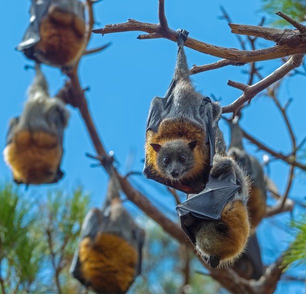 Cidade australiana tem 'briga' entre morcegos e árvores históricas - Mega  Curioso