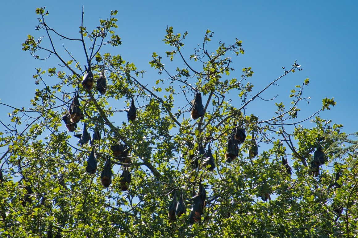 Raposas-voadoras dormindo na copa da árvore. (Kirsa Van Scheepen/Reprodução)