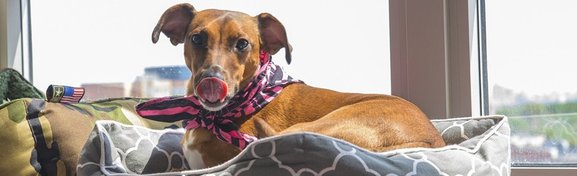 Imagem de Por que cachorros gostam tanto de lamber vidros? no megacurioso
