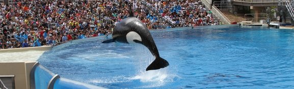 Imagem de 6 ataques mortíferos inesperados envolvendo animais no megacurioso