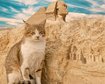thumb-image-2024-02-29T14:05:28.062Z