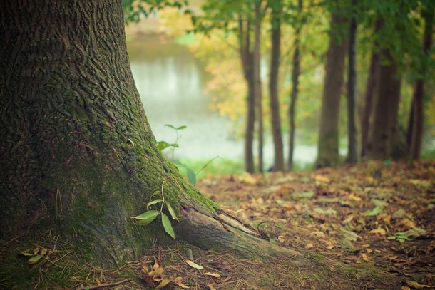 Manutenção de ecossistema natural gera consequências positivas na saúde dos humanos. (Fonte: Pixabay)