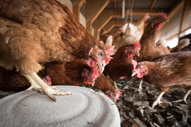 Indústrias da criação de animais são um dos principais possíveis causadores de pandemias. (Fonte: Pixabay)