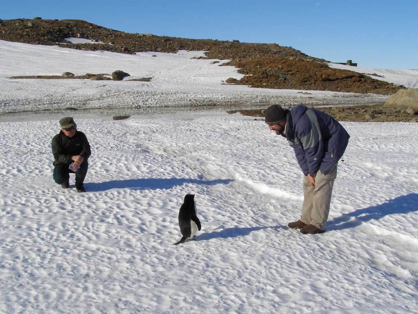 "Sr. Pinguim, como o senhor chama o seu continente?" (Fonte: Wikimedia Commons)