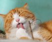 thumb-image-2024-02-29T14:05:29.347Z