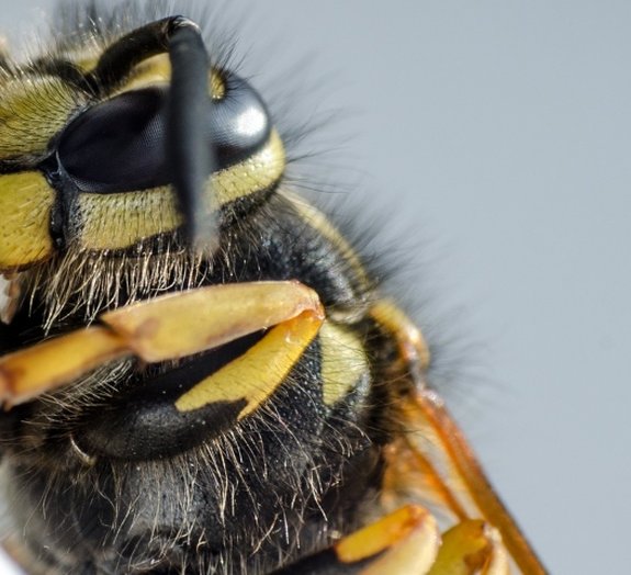Quais as características da vespa-caçadora e porque se chama assim? - Quora