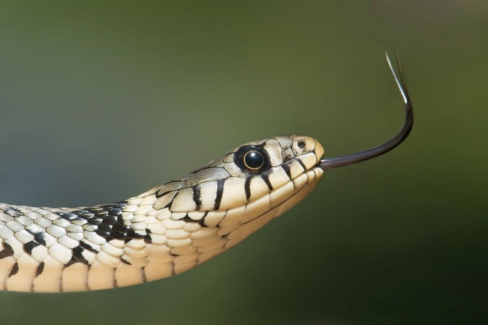 SABIA QUE as cobras são surdas?