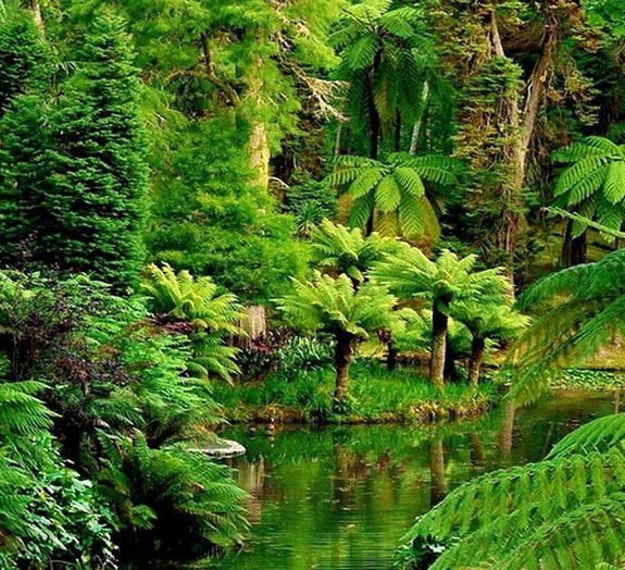 The 10 largest rainforests in the world •