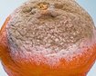 thumb-image-2024-02-29T14:05:31.413Z