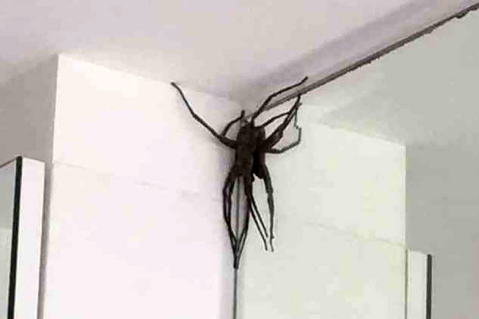 significado de aranha dentro de casa