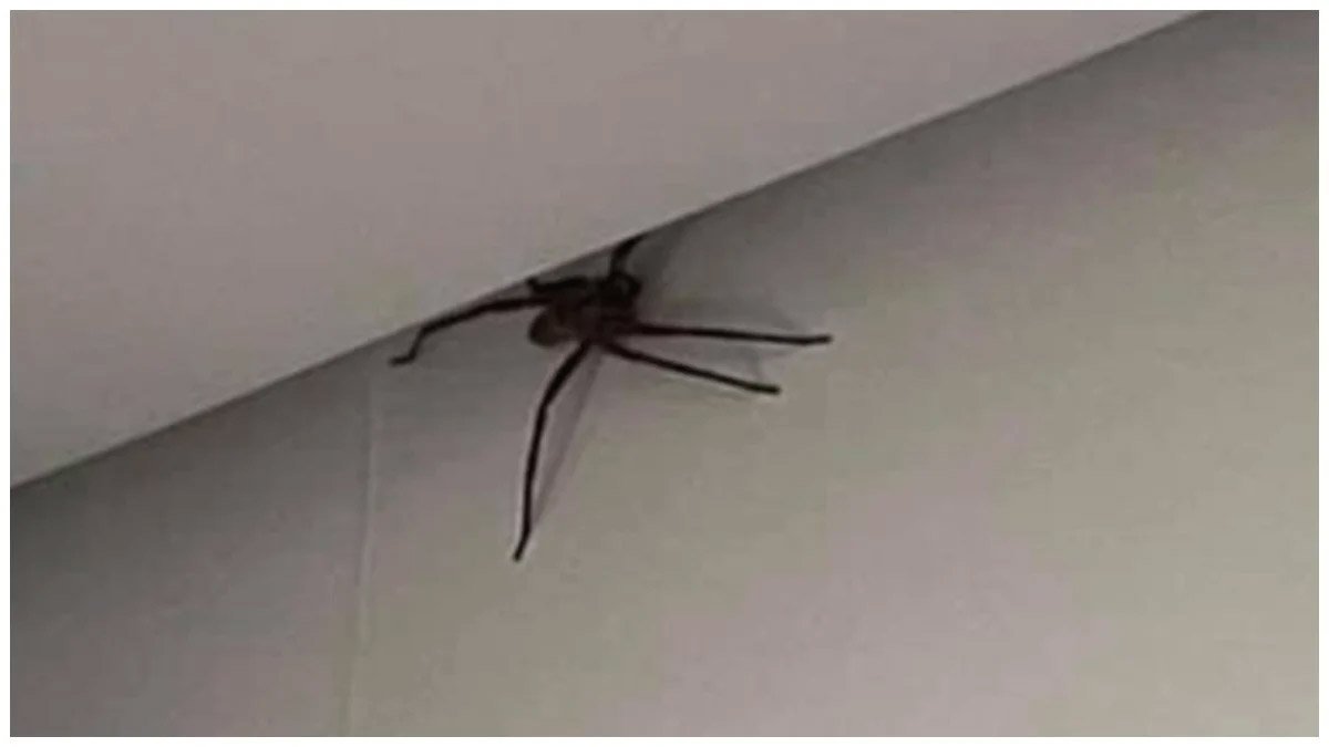 significado de aranha dentro de casa