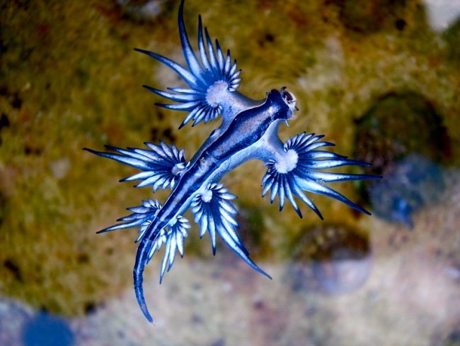 O dragão azul tem uma aparência bastante exótica e chamativa. (Fonte: Wikimedia Commons)