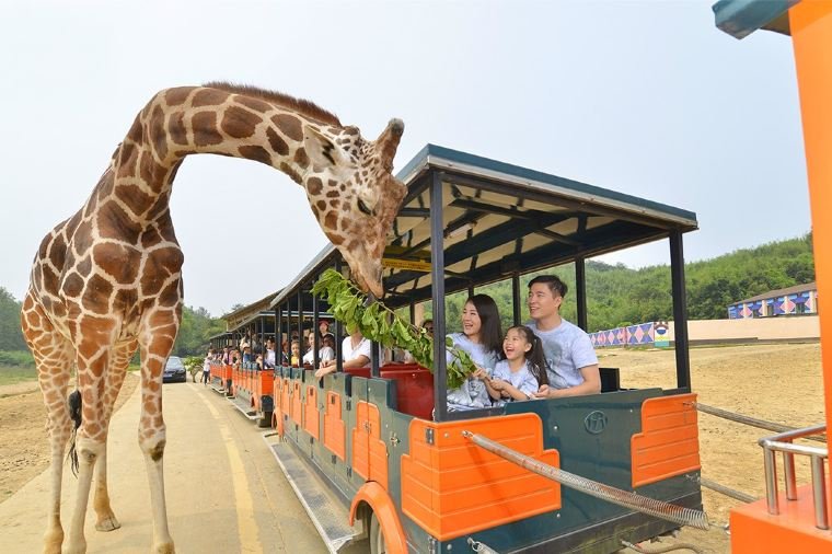 Hangzhou Safari Park, na China (Imagem: Trip.com/Reprodução)