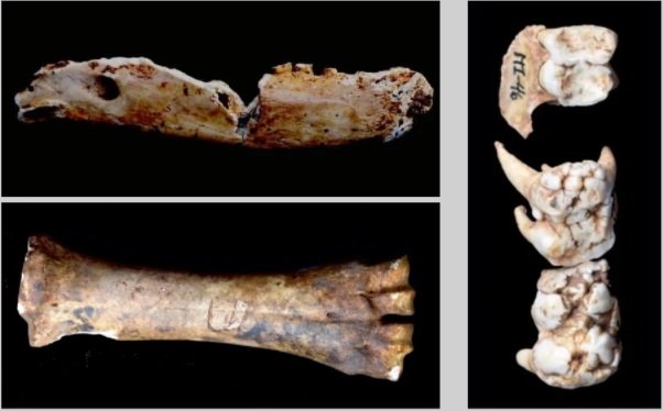 Fragmentos de ossos estão entre os achados arqueológicos.
